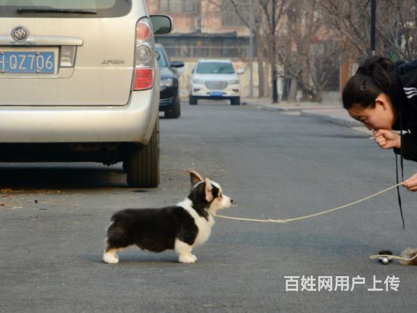 专业繁殖纯种威尔士柯基犬幼犬出售,纯种健康的图片