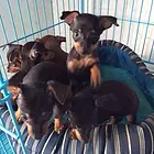 衡阳哪里有卖小鹿犬，小鹿犬市场价格