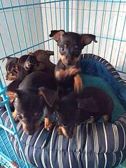玉溪就近哪里有小鹿犬卖，一般小鹿犬本地多少钱