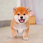 【推荐必选】雅安哪里有卖柴犬  纯种柴犬多少钱一只