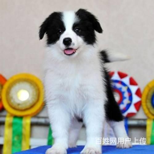 边牧,边境牧羊犬,智商排名第一,血统纯正,价格公道的图片