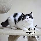 贵阳加菲猫基地◆卖加菲猫的地方