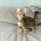 那里有卖孟加拉豹猫的 孟加拉豹猫多少钱 包健康