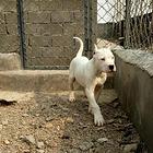 南平狗场常年出售：杜高犬、比特犬、卡斯罗