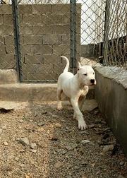 嘉兴狗场常年出售：杜高犬、比特犬、卡斯罗