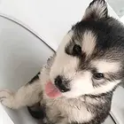 抚州【*推荐】阿拉斯加犬舍‖阿拉斯加养殖场