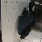 德松红松鱼苗批发零售1元起