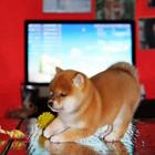 纯种日系柴犬出售 怎么挑选健康的柴犬