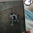 纯种公斗牛犬配窝白毛黑花色
