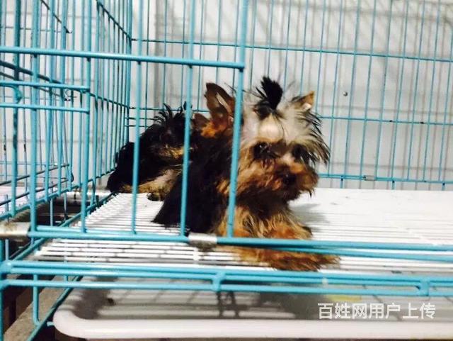 岳阳上哪里买约克夏比较好，上哪里可以买到约克夏的图片