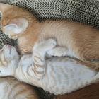 送养猫咪