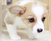 池州哪里可以买到精品柯基犬 柯基连锁店