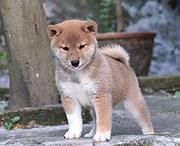 嘉兴血统柴犬哪里有卖，血统柴犬一般多少钱