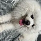 捡的有能力的拿去养