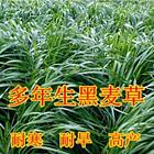 安庆哪里有卖黑麦草草籽什么价格