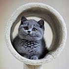 通化纯种小蓝猫蓝白猫舍 正规猫舍家庭式繁育