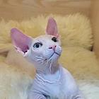 嘉兴出售自家繁殖纯种无毛猫 斯芬克斯猫 保健康