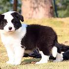 吕梁哪里有边牧卖 边牧犬舍信息