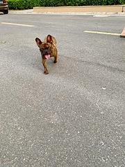 自养纯种法斗