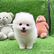 芜湖【同城有门店】茶杯博美幼犬价格芜湖茶杯博美