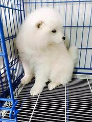 鞍山哪里有卖萨摩耶犬，萨摩耶市场价格