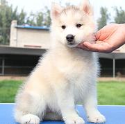 商丘哈士奇价格_哈士奇多少钱_纯种哈士奇幼犬