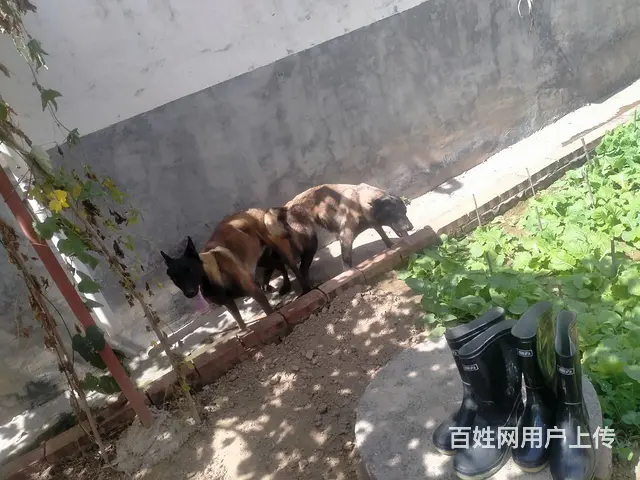 马犬出售的图片