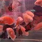 全昆明鱼缸清洗 鱼缸维修