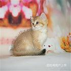 云南玉溪纯种金渐层幼猫优惠出售