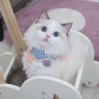 哪里有卖双色布偶猫的多少钱 布偶猫好养吗