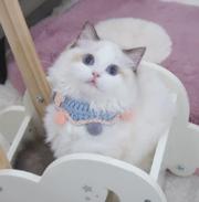 哪里有卖双色布偶猫的多少钱 布偶猫好养吗