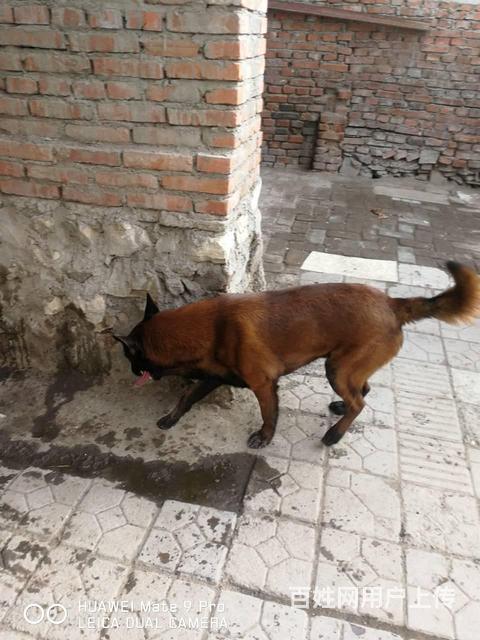 马犬种公借配