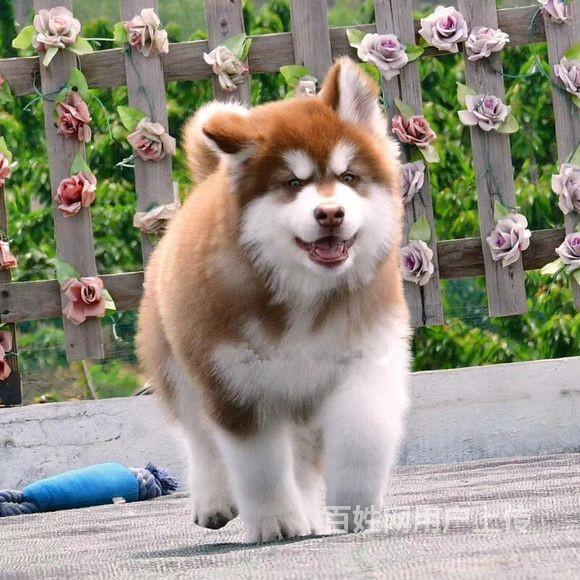德宏那里有卖阿拉斯加犬的 新手0风险饲养