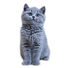 陕西咸阳纯血蓝猫到手价格