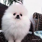 唐山【博美犬舍】地址靠谱博美卖家