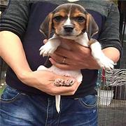 昆明卖比格犬的犬舍，犬舍比格犬一般价位