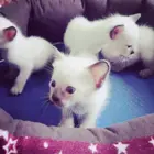 周口暹罗猫价格_暹罗猫多少钱暹罗猫图片_纯种暹罗猫幼猫