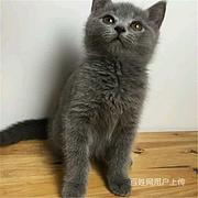 福建泉州纯种英短蓝猫怎么卖