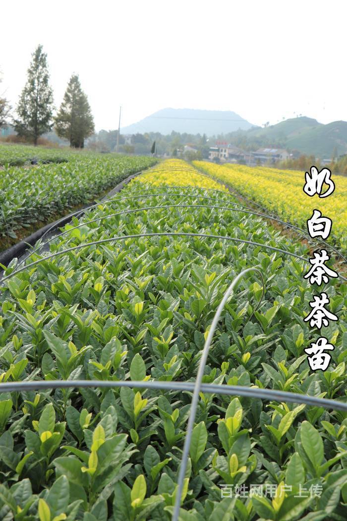 茶苗直销 白茶苗 黄金叶苗 奶白茶茶苗 极白白茶苗