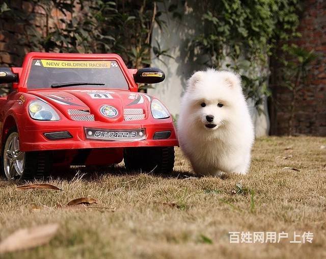 萨摩哪里卖? 纯种赛级萨摩幼犬 萨摩多少钱 萨摩犬的图片