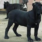 秦皇岛【卡斯罗犬舍】地址 卡斯罗一般价位