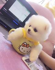周口卖博美的狗场，小博美多少钱一只