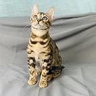 繁育纯种孟加拉豹猫 温顺黏人 品相好 疫苗齐全