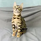 繁育纯种孟加拉豹猫 温顺黏人 品相好 疫苗齐全