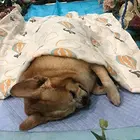 六安十年宠物殡葬服务老店,六安有没有专业的宠物火化公司,