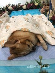 南宁宠物殡仪服务站,南宁宠物火化电话查询