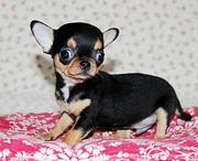济宁本地吉娃娃幼犬多少钱？犬舍只繁殖纯种精品健康签