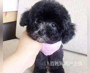 安庆【泰迪犬舍】地址泰迪得多少钱