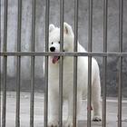 辽源哪里有出售萨摩耶幼犬宝宝 定时做疫苗和驱虫 公