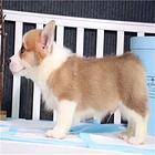 精品威尔士柯基犬出窝 三色柯基犬 纯种健康柯基犬